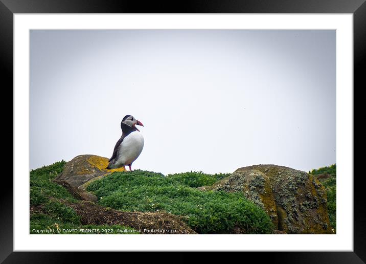 Majestic Puffin on the Isle of May Framed Mounted Print by DAVID FRANCIS