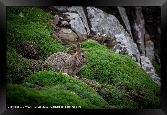 Majestic Rabbit on the Isle of May Framed Print by DAVID FRANCIS