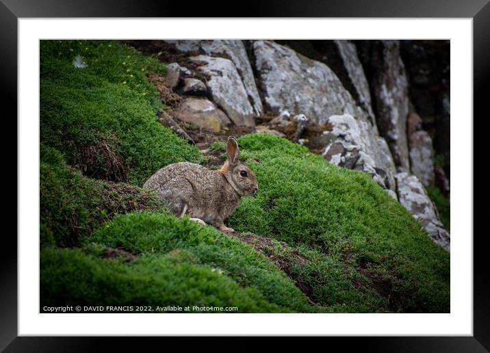 Majestic Rabbit on the Isle of May Framed Mounted Print by DAVID FRANCIS