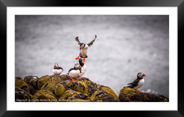 Playful Puffins at the Isle of May Framed Mounted Print by DAVID FRANCIS