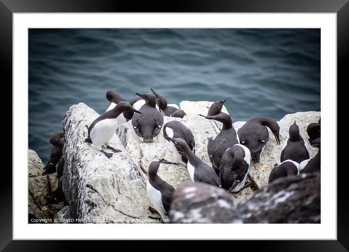 The Majestic Guillemots of Isle of May Framed Mounted Print by DAVID FRANCIS