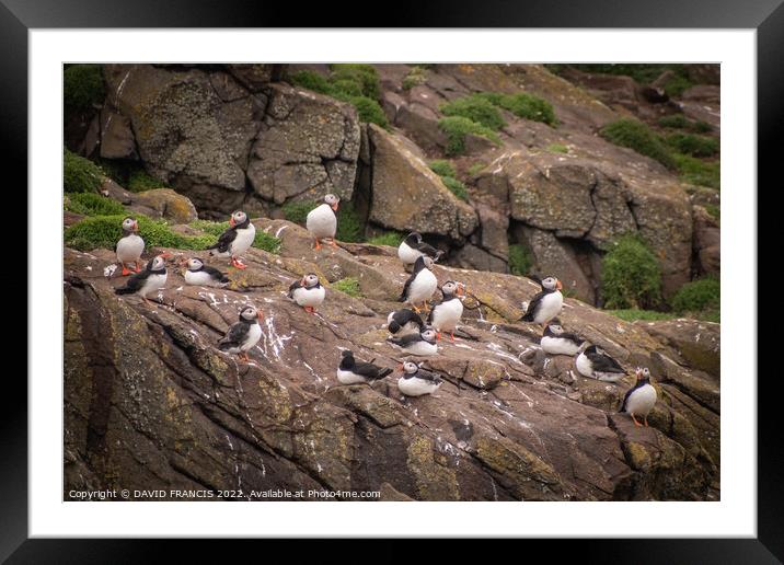 Playful Atlantic Puffins Gather on Scottish Island Framed Mounted Print by DAVID FRANCIS