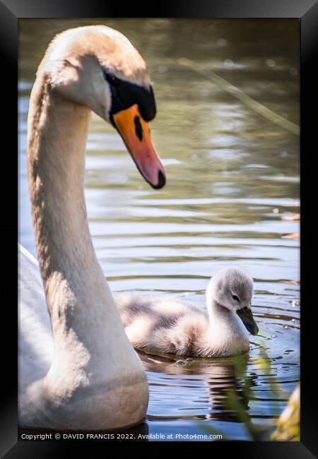 Majestic Mute Swan Protecting Cygnet Framed Print by DAVID FRANCIS