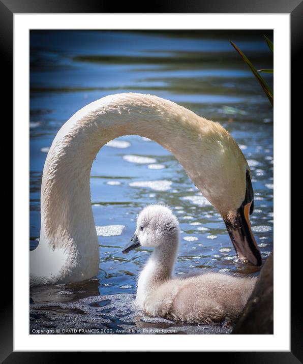 Graceful Mute Swan and Cygnet Framed Mounted Print by DAVID FRANCIS