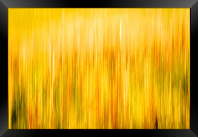 Golden Waves of Grass Framed Print by DAVID FRANCIS