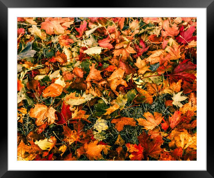 Kaleidoscope of Autumn Leaves Framed Mounted Print by DAVID FRANCIS