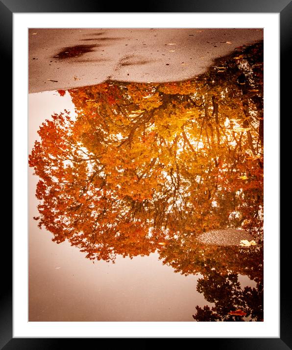Golden Reflections of Autumn Framed Mounted Print by DAVID FRANCIS
