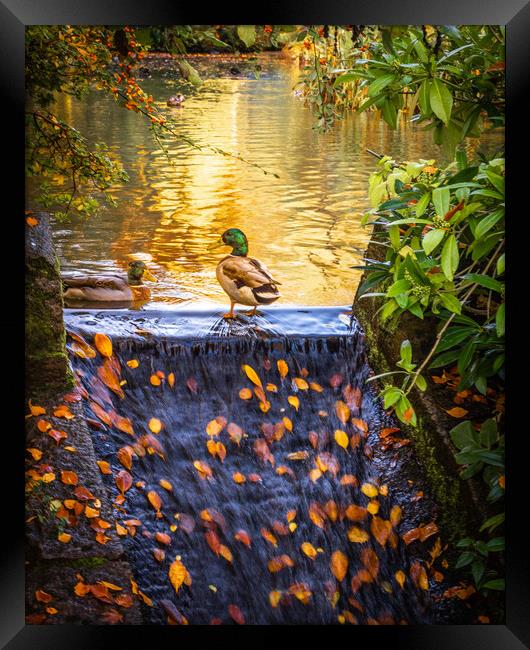 Vibrant Autumn Reflections Framed Print by DAVID FRANCIS