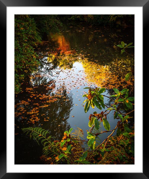 A Kaleidoscope of Autumn Colours Framed Mounted Print by DAVID FRANCIS