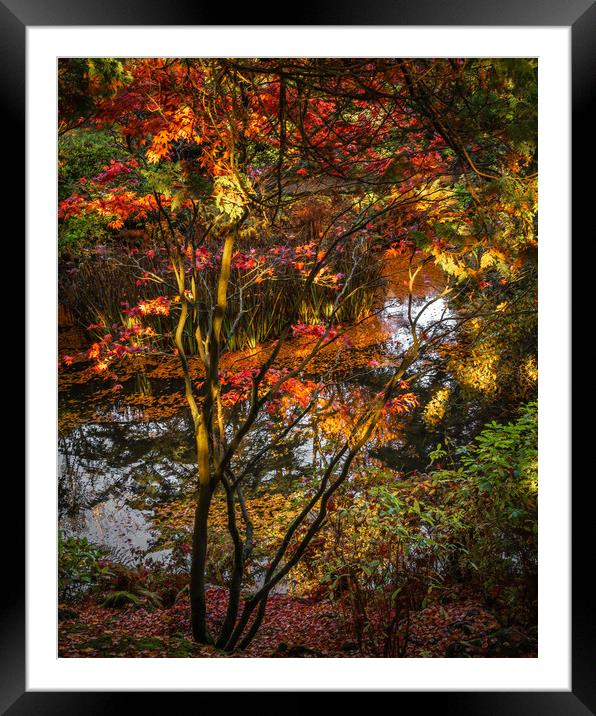 Tranquil Autumn Reflections Framed Mounted Print by DAVID FRANCIS