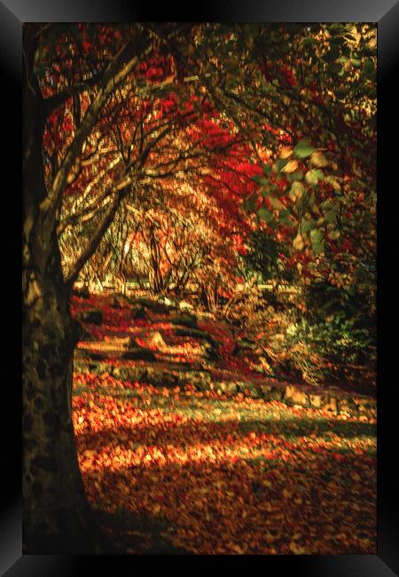 Captivating Autumn Reflections Framed Print by DAVID FRANCIS
