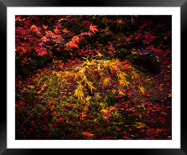 A Symphony of Autumn Colors Framed Mounted Print by DAVID FRANCIS