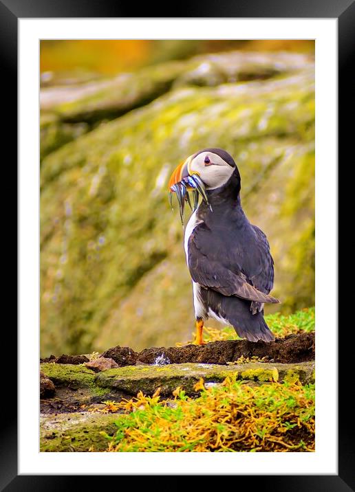 Atlantic puffin after a successful fishing trip for sand eels                                   Framed Mounted Print by DAVID FRANCIS