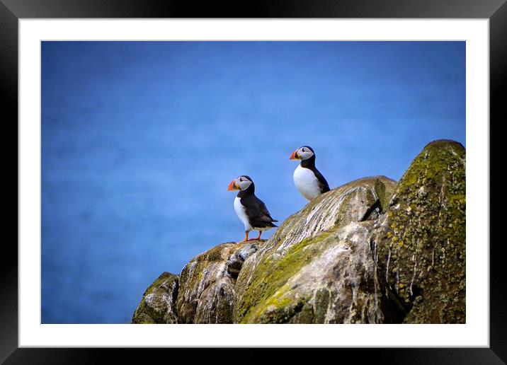 Two Puffins standing proudly on the cliffs Framed Mounted Print by DAVID FRANCIS