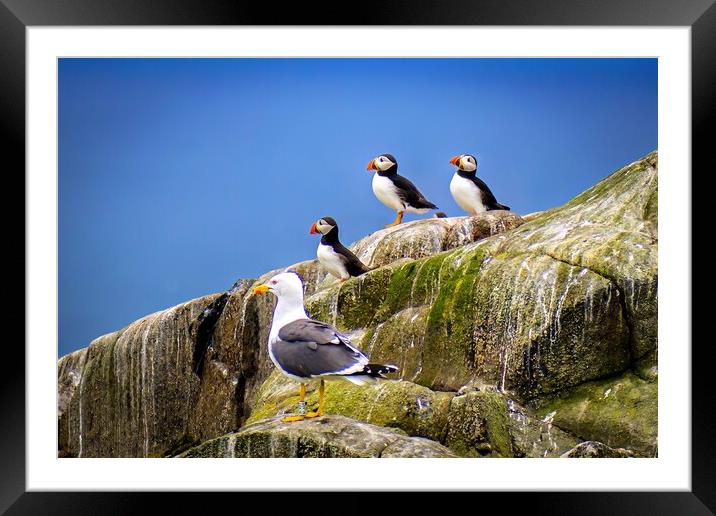 A circus of Puffins on the Isle of May in Scotland Framed Mounted Print by DAVID FRANCIS