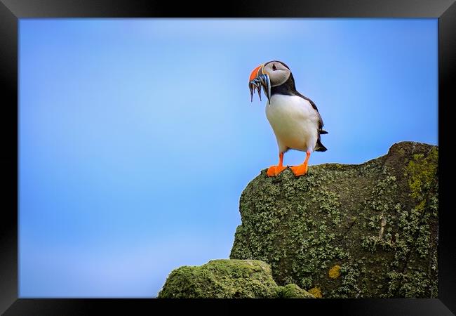 A Puffin Standing proudly with a catch of Sand Eels Framed Print by DAVID FRANCIS