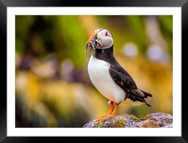 Amazing Puffin with a colourful catch of Sand Eels Framed Mounted Print by DAVID FRANCIS