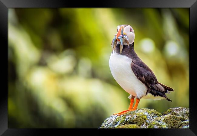 Majestic Puffin with a colourful catch of Sand Eels Framed Print by DAVID FRANCIS