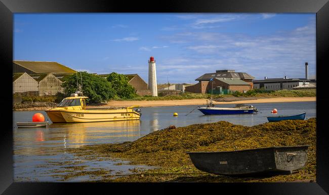 Small Boats in Montrose Harbour Framed Print by DAVID FRANCIS
