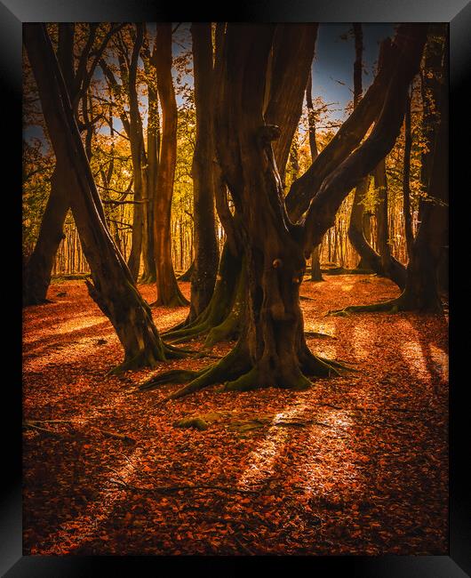 Autumn at Ethie Woods in Arbroath Scotland Framed Print by DAVID FRANCIS