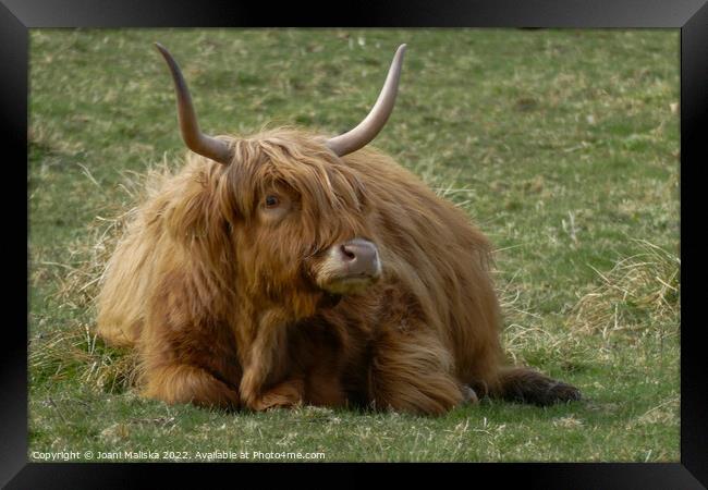 A highland cow sitting in the grass Framed Print by Joani Maliska