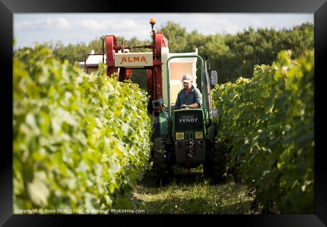 Grape picking harvest in the vineyards, Cognac Charente-Maritime France Framed Print by Rose Sicily