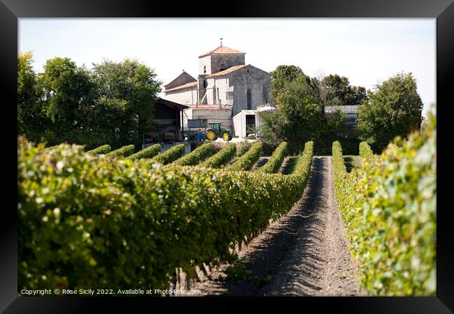 Grape vineyards, Cognac Charente-Maritime France Framed Print by Rose Sicily