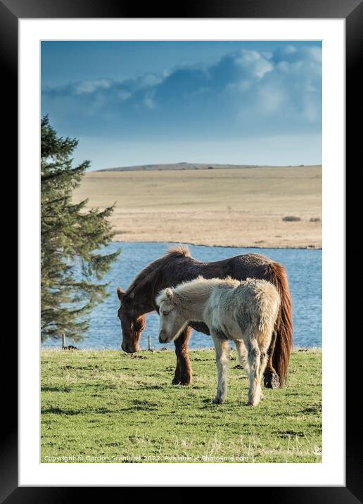 A Bodmin Pony and her foal grazing in a field on B Framed Mounted Print by Gordon Scammell