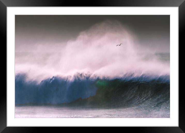 A seagull flying through spray blown off a large w Framed Mounted Print by Gordon Scammell