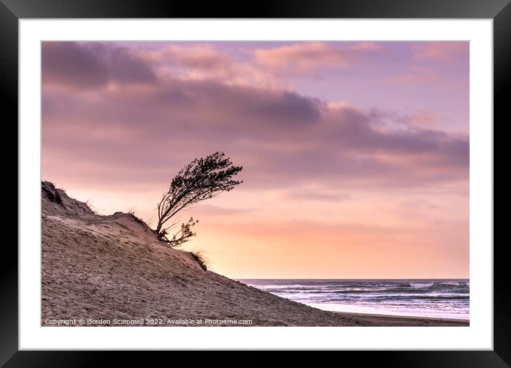 Evening light over a small windblown tree growing  Framed Mounted Print by Gordon Scammell