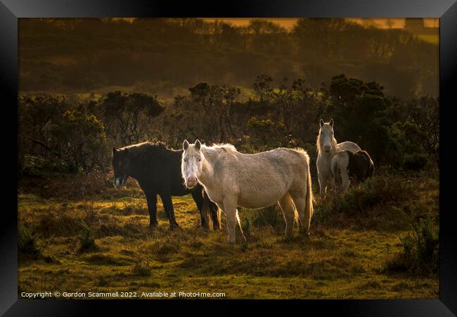 Wild Bodmin Ponies grazing in evening light on the Framed Print by Gordon Scammell