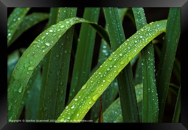 Dewdrops on Iris leaves. Framed Print by Gordon Scammell