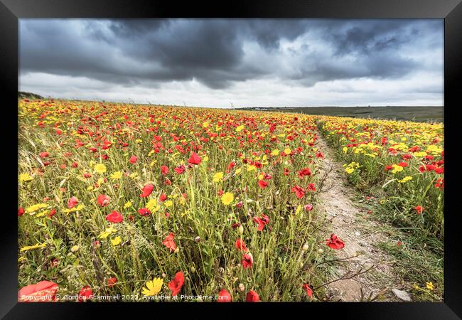 The spectacular poppy and corn marigold fields on  Framed Print by Gordon Scammell