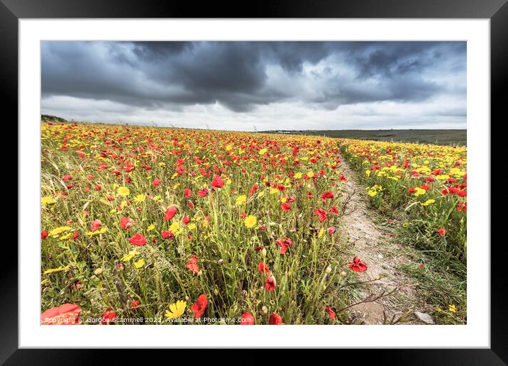 The spectacular poppy and corn marigold fields on  Framed Mounted Print by Gordon Scammell