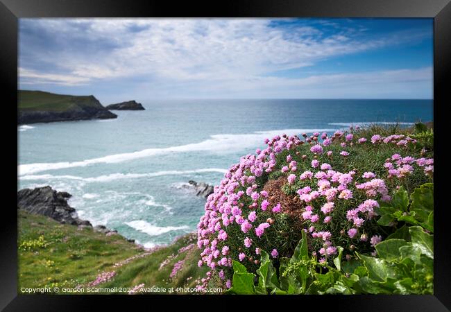 Sea Thrift growing on the coast at Polly Joke in C Framed Print by Gordon Scammell