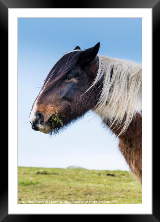 A wild Bodmin Pony grazing on gorse on Bodmin Moor Framed Mounted Print by Gordon Scammell