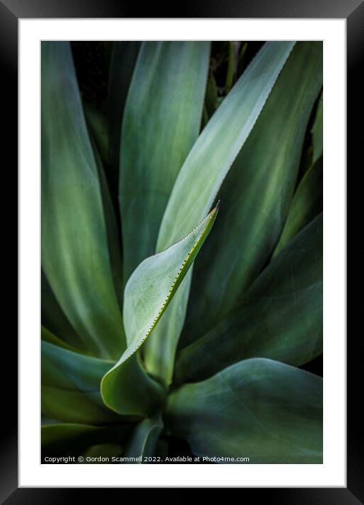 Aloe vera plant. Framed Mounted Print by Gordon Scammell
