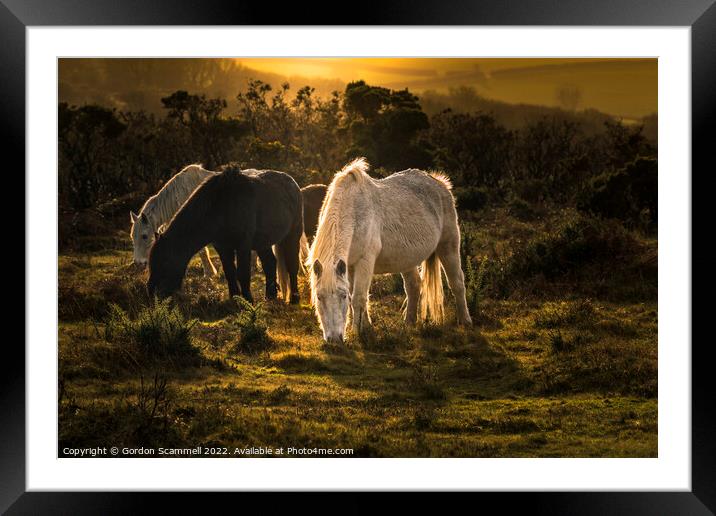 Wild Bodmin Moor Ponies grazing at the end of the  Framed Mounted Print by Gordon Scammell
