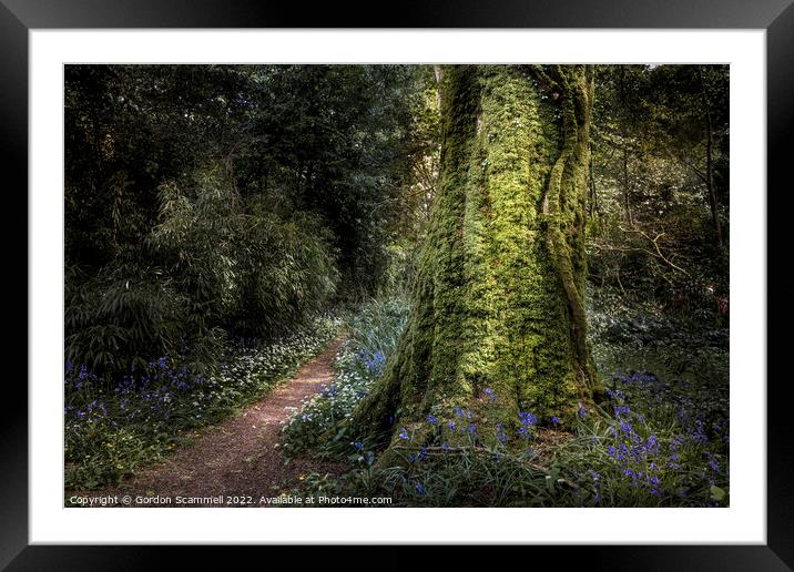 The magical mysterious Penjerrick Gardens in Cornw Framed Mounted Print by Gordon Scammell