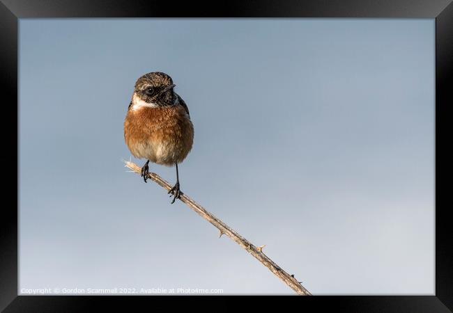 A Stonechat perched on a twig.  Framed Print by Gordon Scammell