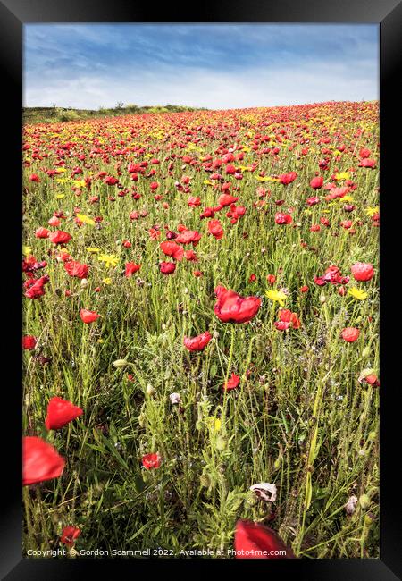 The spectacular poppy fields on West Pentire in Ne Framed Print by Gordon Scammell