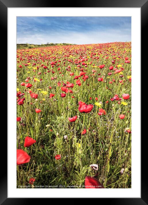 The spectacular poppy fields on West Pentire in Ne Framed Mounted Print by Gordon Scammell
