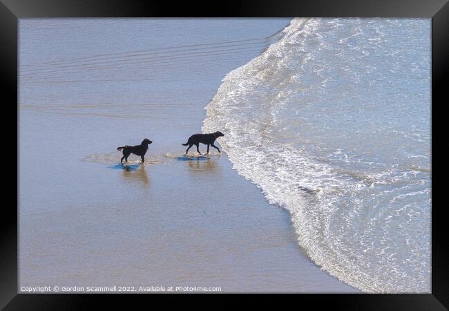 Dogs paddling in the sea at Polly Joke in Cornwall Framed Print by Gordon Scammell