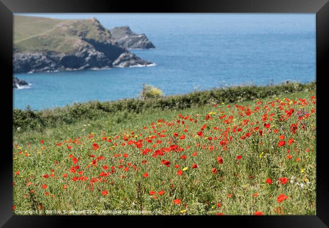 Poppies on Pentire Point West in Newquay, Cornwall Framed Print by Gordon Scammell