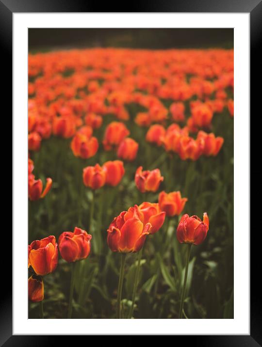 Red Tulip Field Framed Mounted Print by Elizabeth Hudson