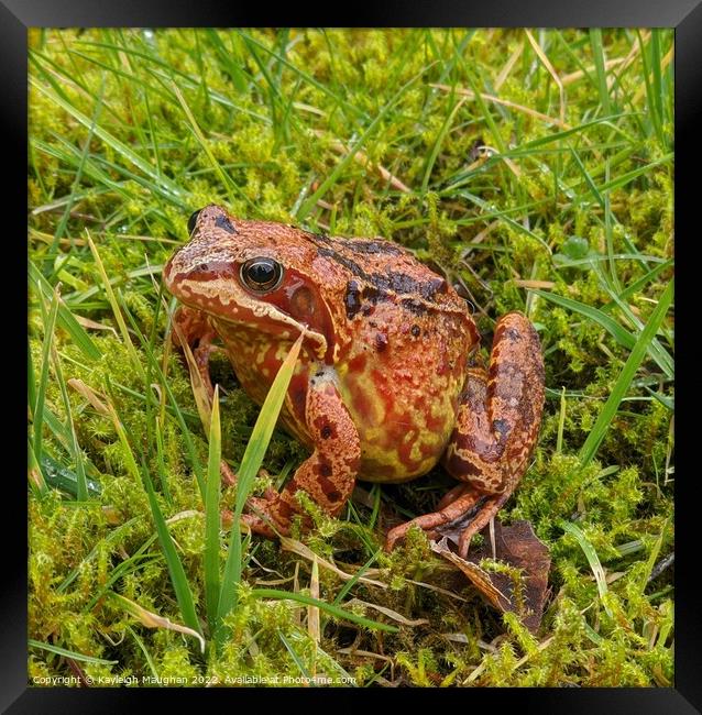 A frog sitting on the grass Framed Print by Kayleigh Maughan