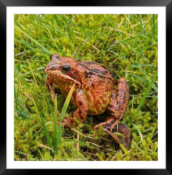 A frog sitting on the grass Framed Mounted Print by Kayleigh Maughan