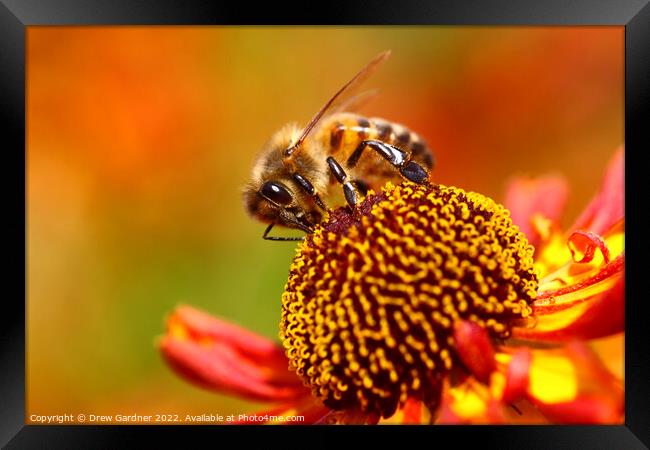 Honey Bee Pollinating Framed Print by Drew Gardner