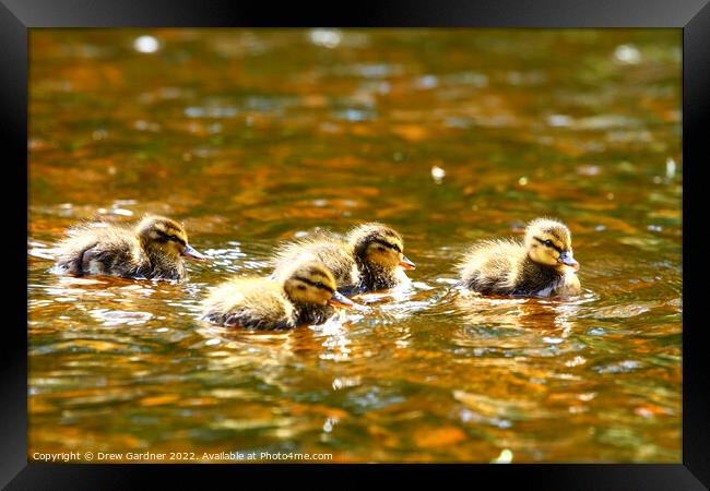 Swimming Ducklings Framed Print by Drew Gardner