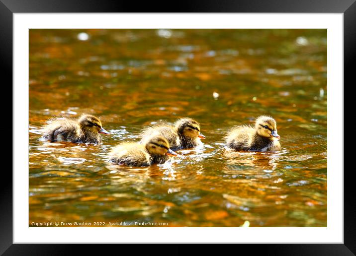 Swimming Ducklings Framed Mounted Print by Drew Gardner